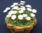 wakog23